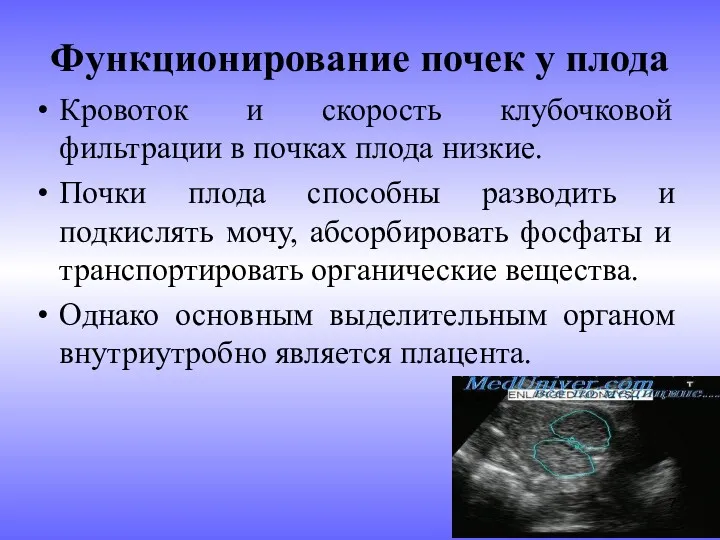 Функционирование почек у плода Кровоток и скорость клубочковой фильтрации в