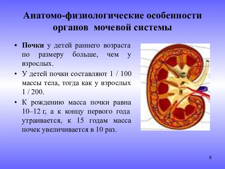 Анатомо-физиологические особенности органов мочевой системы Почки у детей раннего возраста по размеру больше,