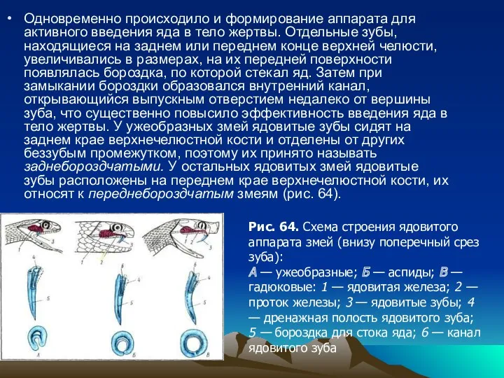 Одновременно происходило и формирование аппарата для активного введения яда в