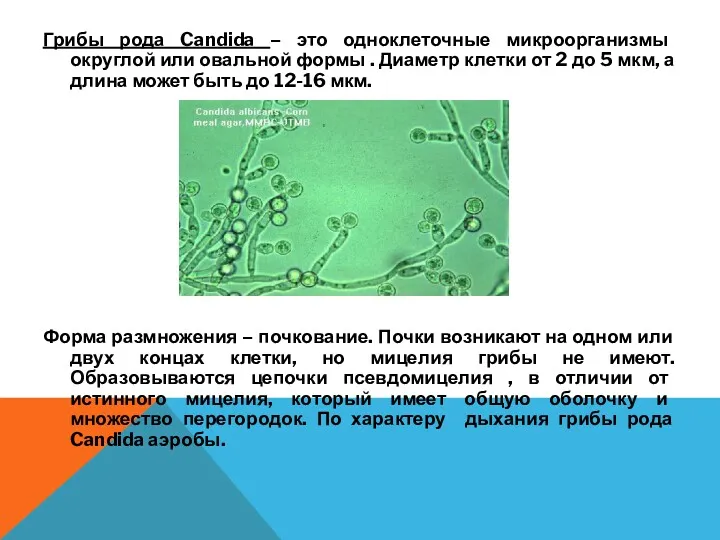 Грибы рода Candida – это одноклеточные микроорганизмы округлой или овальной