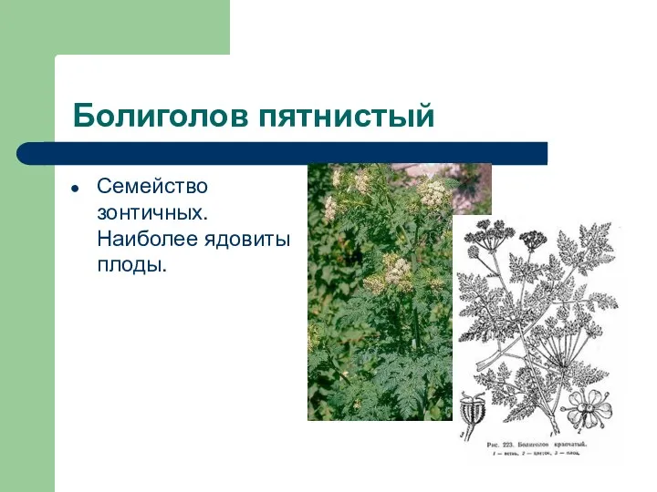 Болиголов пятнистый Семейство зонтичных. Наиболее ядовиты плоды.