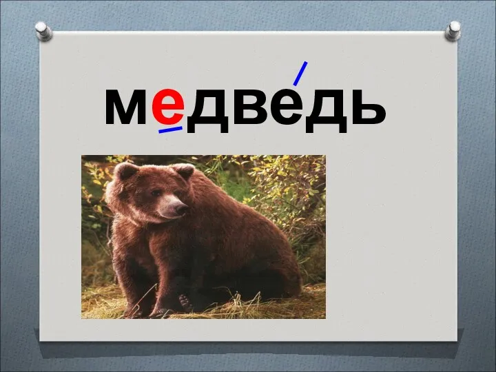 медведь