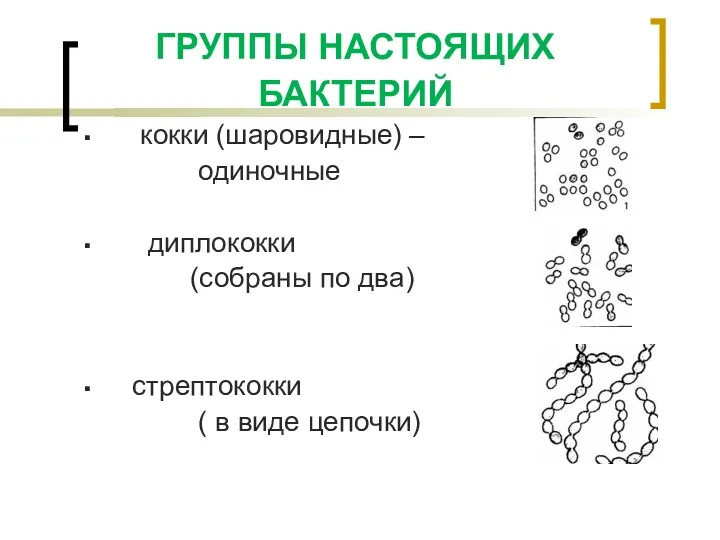 ГРУППЫ НАСТОЯЩИХ БАКТЕРИЙ кокки (шаровидные) – одиночные диплококки (собраны по два) стрептококки ( в виде цепочки)