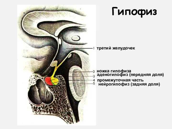 Гипофиз третий желудочек нейрогипофиз (задняя доля) промежуточная часть ножка гипофиза аденогипофиз (передняя доля)