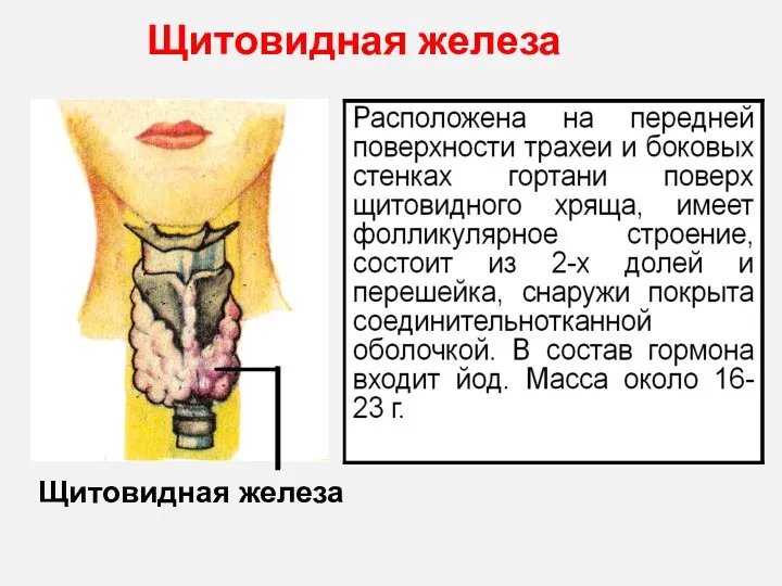 Щитовидная железа Щитовидная железа