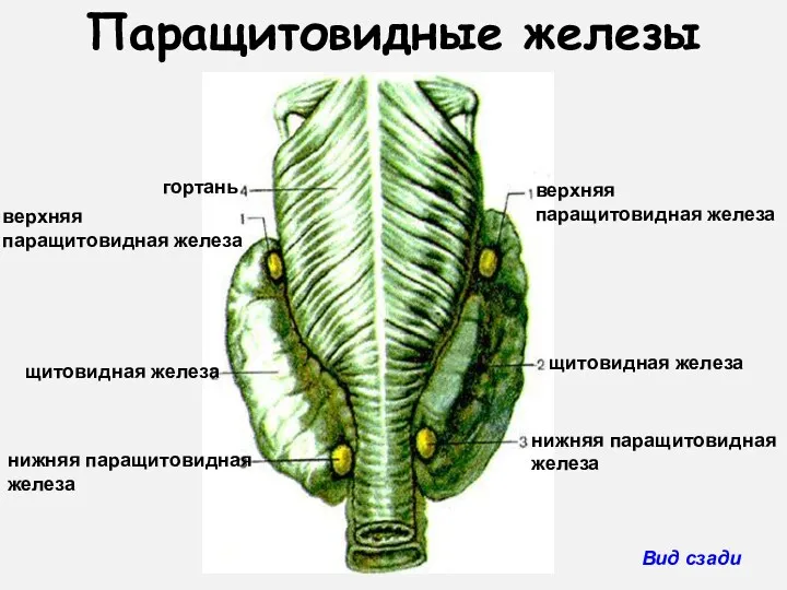 Вид сзади Паращитовидные железы верхняя паращитовидная железа щитовидная железа гортань