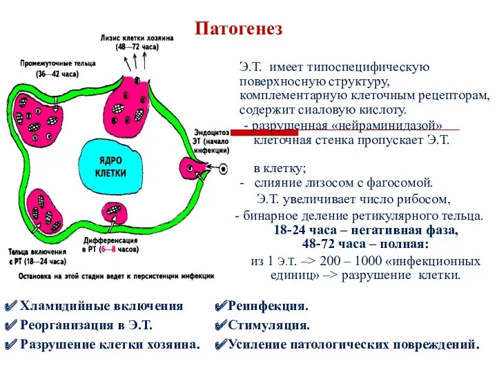 Патогенез Э.Т. имеет типоспецифическую поверхносную структуру, комплементарную клеточным рецепторам, содержит сиаловую кислоту. -