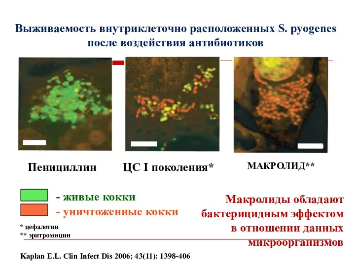 Выживаемость внутриклеточно расположенных S. pyogenes после воздействия антибиотиков Пенициллин ЦС