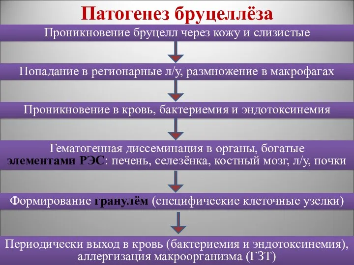 Патогенез бруцеллёза Проникновение бруцелл через кожу и слизистые Попадание в