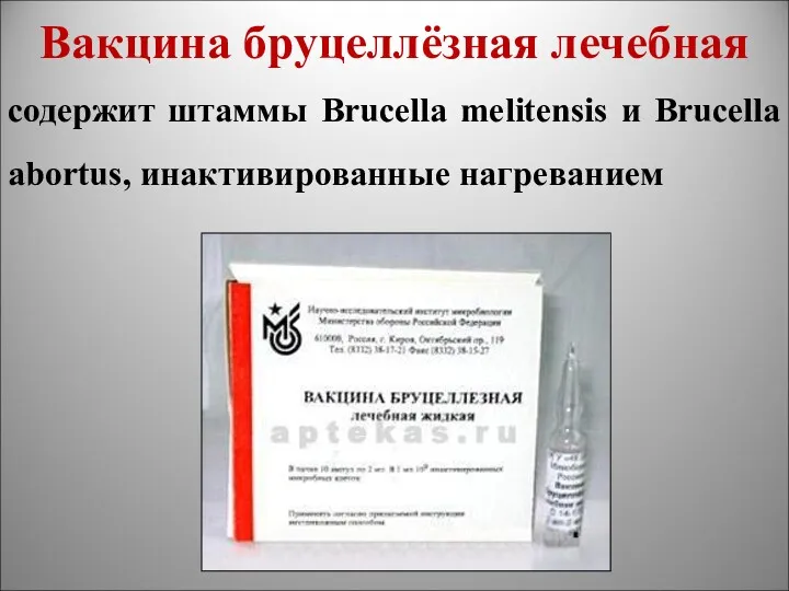 Вакцина бруцеллёзная лечебная содержит штаммы Brucella melitensis и Brucella abortus, инактивированные нагреванием