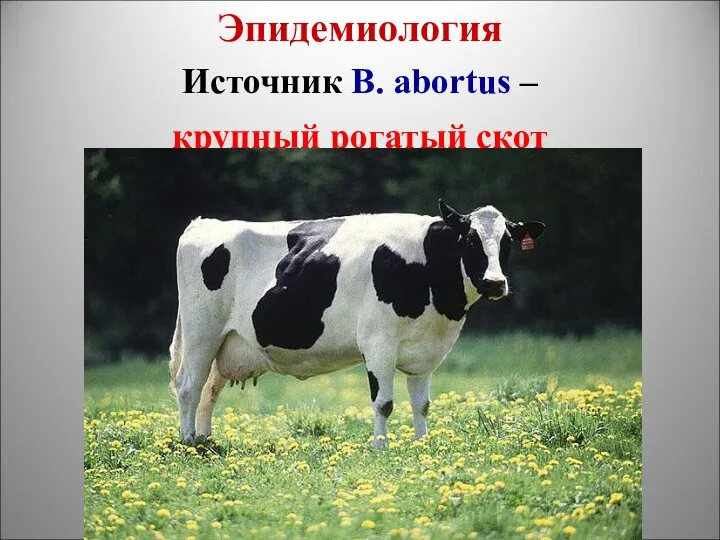 Эпидемиология Источник B. abortus – крупный рогатый скот