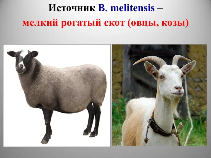 Источник B. melitensis – мелкий рогатый скот (овцы, козы)