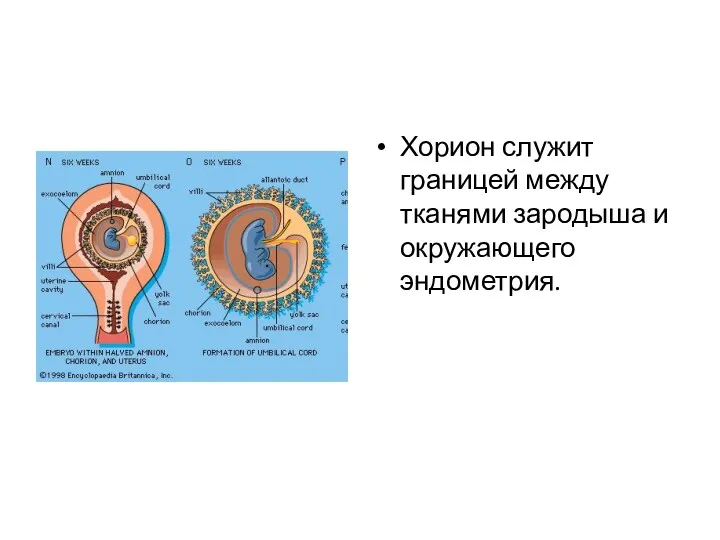 Хорион служит границей между тканями зародыша и окружающего эндометрия.