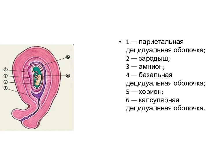 1 — париетальная децидуальная оболочка; 2 — зародыш; 3 — амнион; 4 —