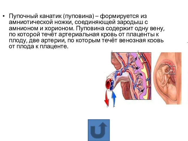 Пупочный канатик (пуповина) – формируется из амниотической ножки, соединяющей зародыш