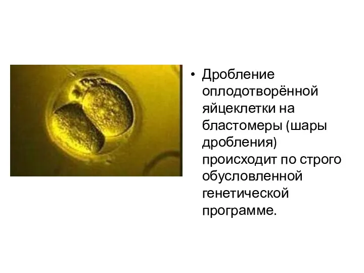 Дробление оплодотворённой яйцеклетки на бластомеры (шары дробления) происходит по строго обусловленной генетической программе.