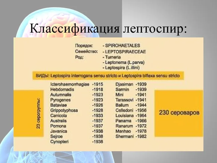 Классификация лептоспир: