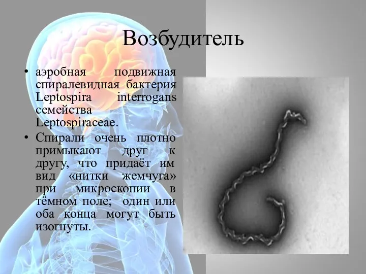 Возбудитель аэробная подвижная спиралевидная бактерия Leptospira interrogans семейства Leptospiraceae. Спирали