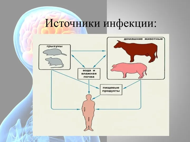 Источники инфекции: