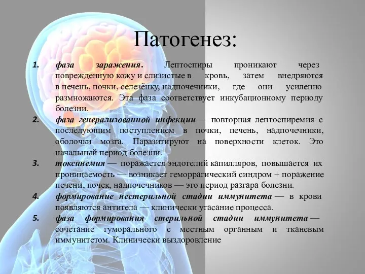 Патогенез: фаза заражения. Лептоспиры проникают через поврежденную кожу и слизистые