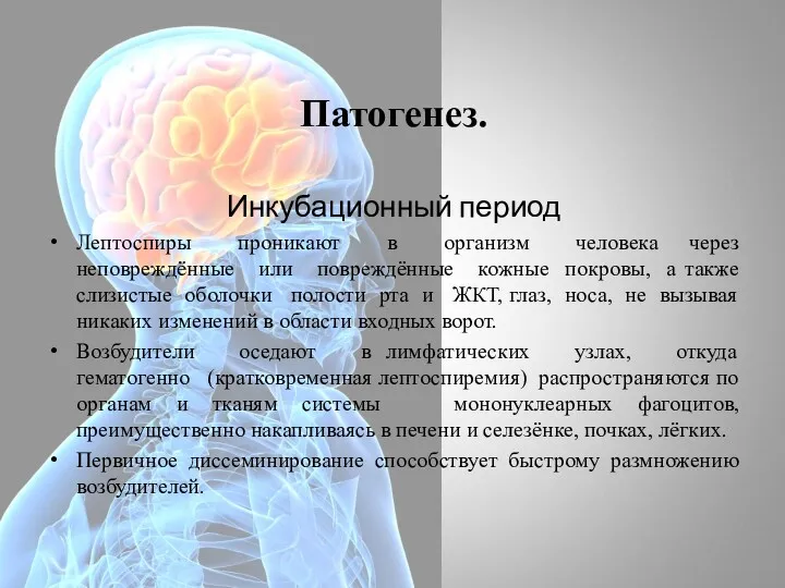 Патогенез. Инкубационный период Лептоспиры проникают в организм человека через неповреждённые