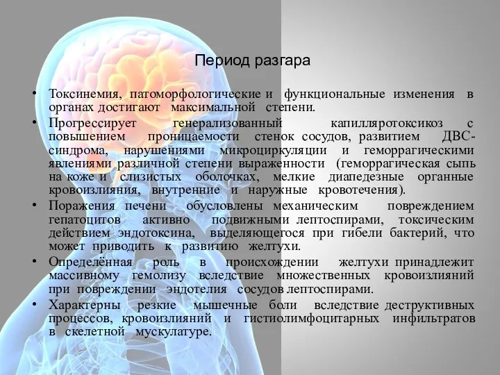 Период разгара Токсинемия, патоморфологические и функциональные изменения в органах достигают