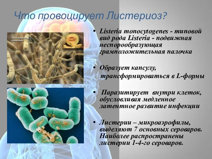 Что провоцирует Листериоз? Listeria monocytogenes - типовой вид рода Listeria