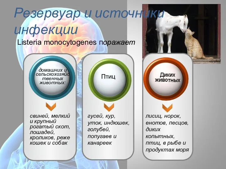 Резервуар и источники инфекции свиней, мелкий и крупный рогатый скот,