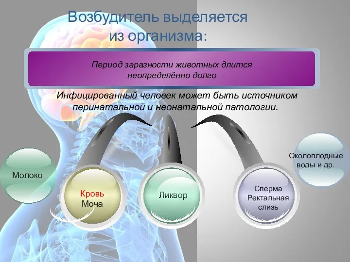 Возбудитель выделяется из организма: Ликвор Кровь Моча Сперма Ректальная слизь