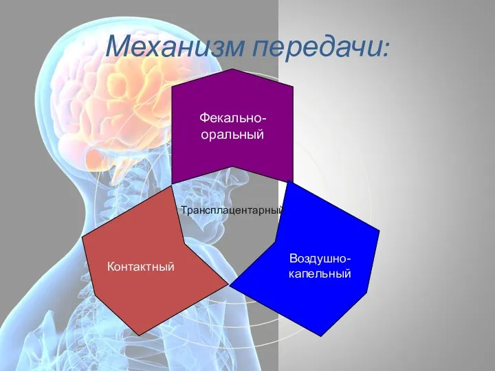 Механизм передачи: Трансплацентарный Фекально-оральный Контактный Воздушно-капельный