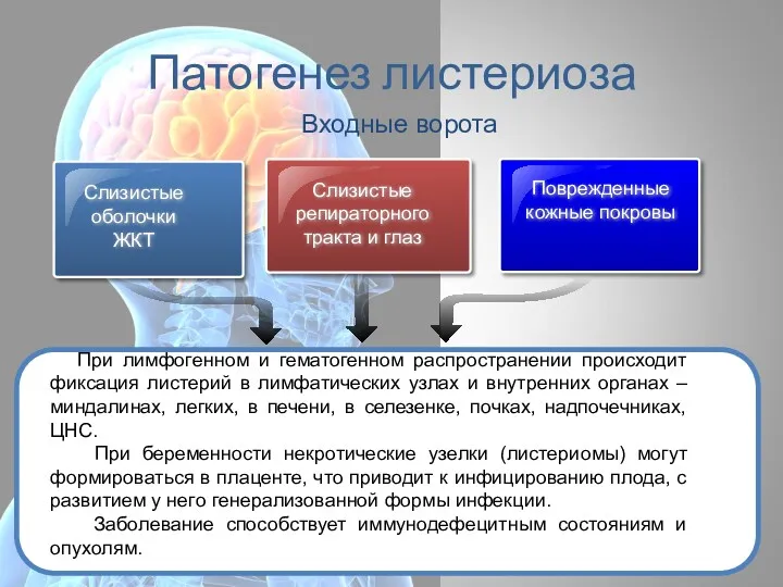 Патогенез листериоза Слизистые оболочки ЖКТ Слизистые репираторного тракта и глаз