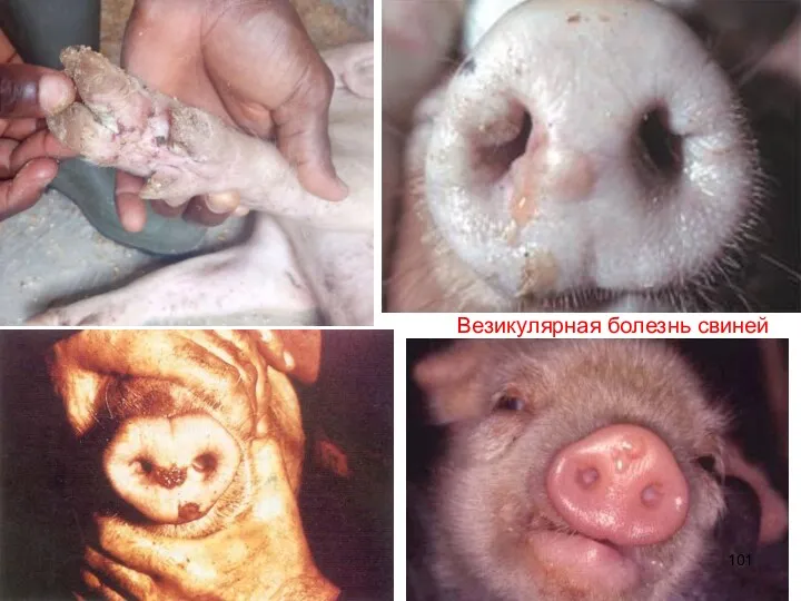Везикулярная болезнь свиней