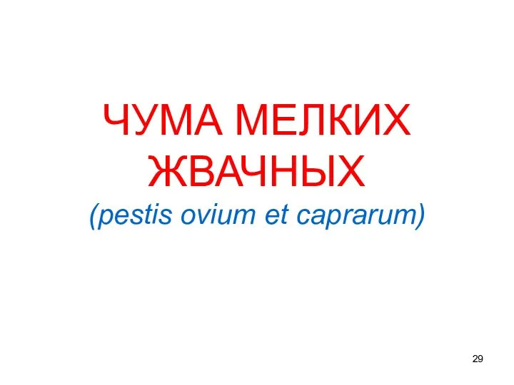 ЧУМА МЕЛКИХ ЖВАЧНЫХ (pestis ovium et caprarum)