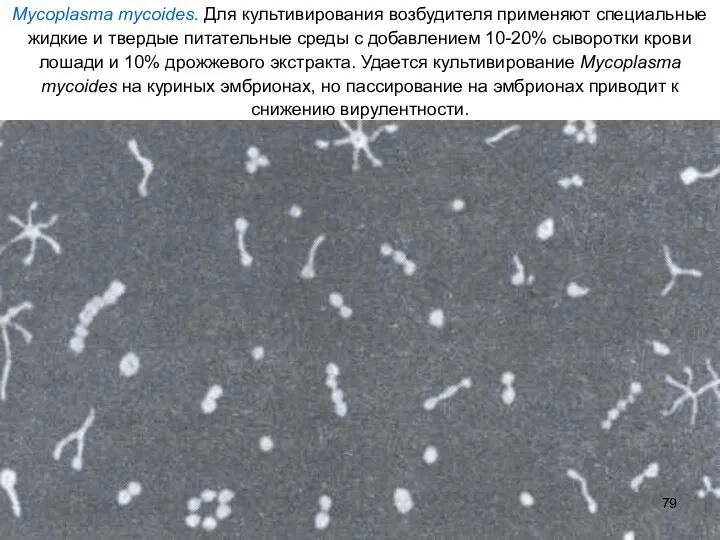 Mycoplasma mycoides. Для культивирования возбудителя применяют специальные жидкие и твердые питательные среды с