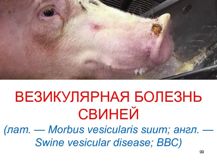 ВЕЗИКУЛЯРНАЯ БОЛЕЗНЬ СВИНЕЙ (лат. — Morbus vesicularis suum; англ. — Swine vesicular disease; ВВС)