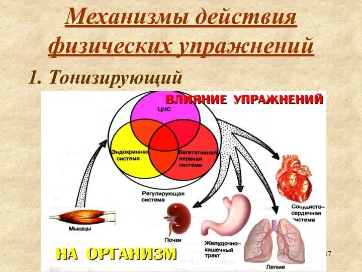 Механизмы действия физических упражнений 1. Тонизирующий Метаболизм Катаболизм