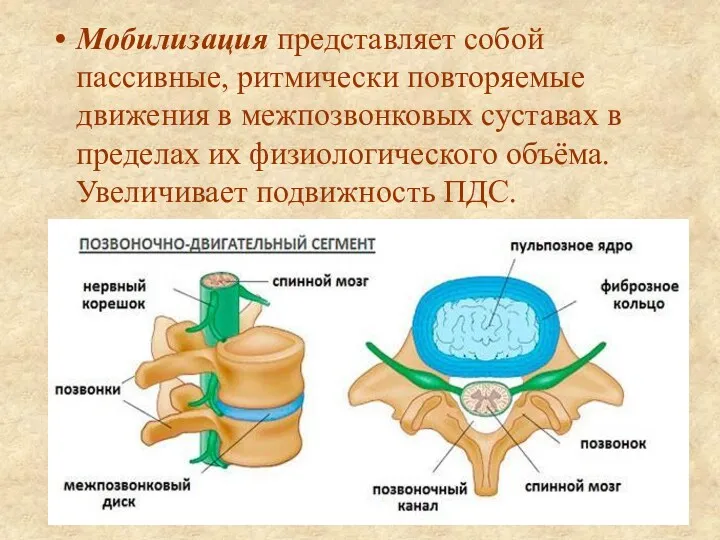 Мобилизация представляет собой пассивные, ритмически повторяемые движения в межпозвонковых суставах