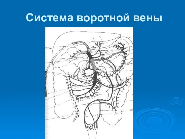 Система воротной вены