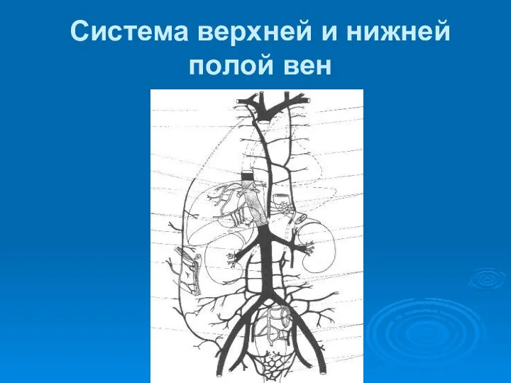 Система верхней и нижней полой вен