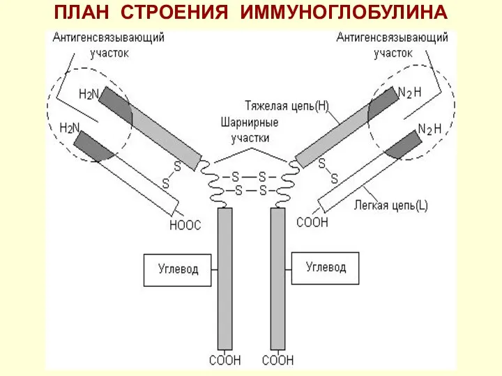 ПЛАН СТРОЕНИЯ ИММУНОГЛОБУЛИНА