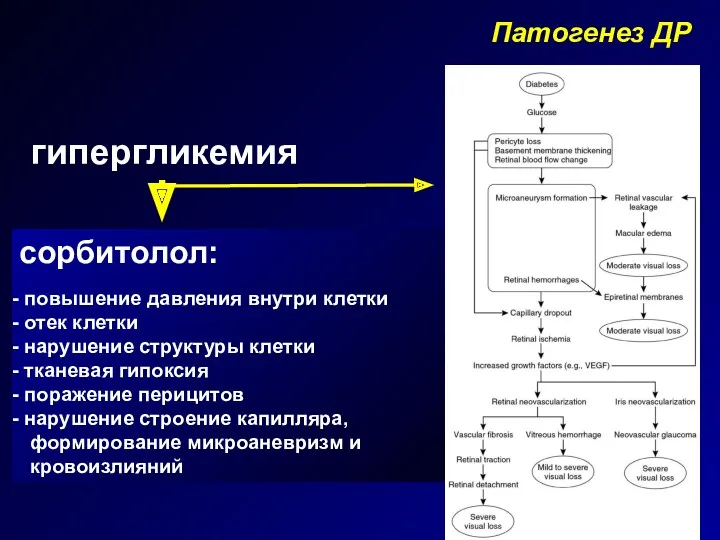 Патогенез ДР гипергликемия сорбитолол: повышение давления внутри клетки отек клетки