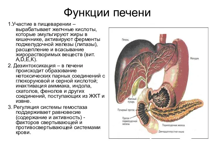 Функции печени 1.Участие в пищеварении – вырабатывает желчные кислоты, которые