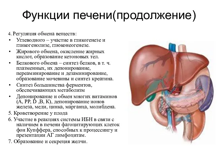 Функции печени(продолжение) 4. Регуляция обмена веществ: Углеводного – участие в