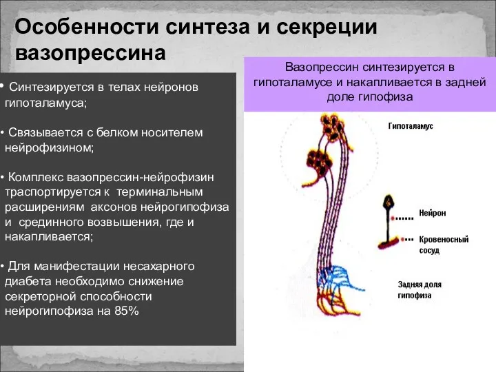 Вазопрессин синтезируется в гипоталамусе и накапливается в задней доле гипофиза