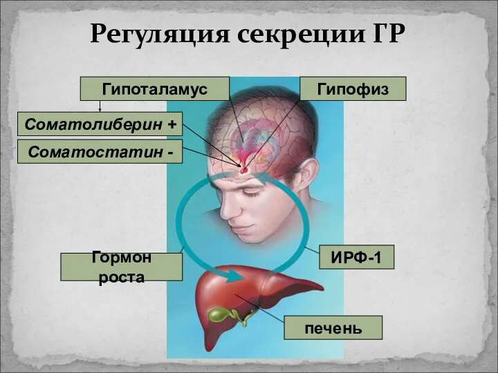 Регуляция секреции ГР ИРФ-1 печень Гормон роста Гипофиз Гипоталамус Соматолиберин + Соматостатин -