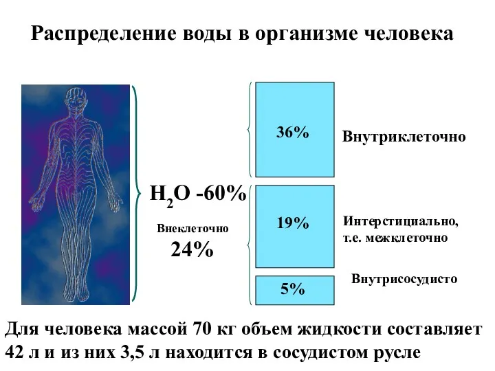 Н2О -60% 36% 19% 5% Внутриклеточно Интерстициально, т.е. межклеточно Внутрисосудисто