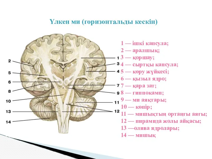 1 — ішкі капсула; 2 — аралшық; 3 — қоршау;