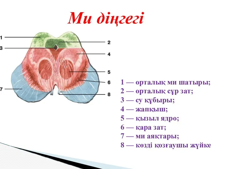 1 — орталық ми шатыры; 2 — орталық сұр зат;