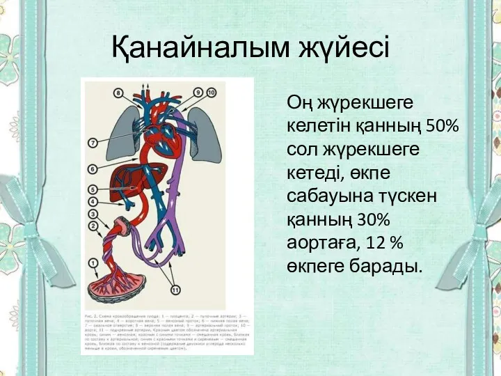 Қанайналым жүйесі Оң жүрекшеге келетін қанның 50% сол жүрекшеге кетеді,