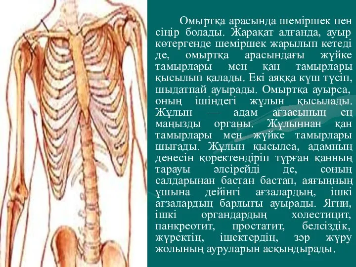 Омыртқа арасында шеміршек пен сіңір болады. Жарақат алғанда, ауыр көтергенде шеміршек жарылып кетеді